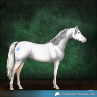 Horse Color:Gray Cremello Roan 