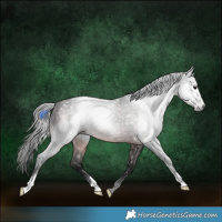 Horse Color:Gray Brown Roan Sabino 