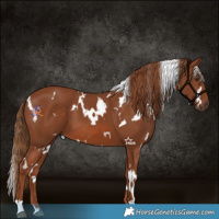 Horse Color:White Spotted Chestnut 