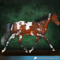 Horse Color:White Spotted Brown 