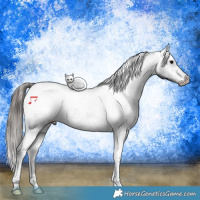 Horse Color:Black Tobiano Appaloosa 