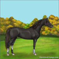 Horse Color:Liver Chestnut Tobiano Appaloosa Rabicano 