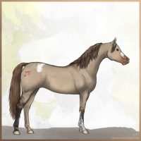 Horse Color:Liver Red Dun Appaloosa 