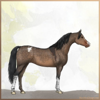 Horse Color:Brown Dun Appaloosa 