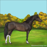 Horse Color:Buckskin Tobiano Rabicano