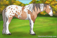 Horse Color:Bay Splash Tobiano Appaloosa  and Bay Splash Tobiano Appaloosa 