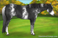 Horse Color:Gray White Spotted Smoky Black Tobiano 