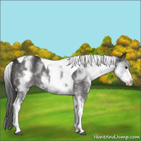 Horse Color:White Spotted Black Tobiano