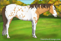 Horse Color:Buckskin Splash Tobiano Near Leopard 