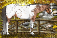 Horse Color:Bay Splash Tobiano Appaloosa  and Bay Splash Tobiano Appaloosa 