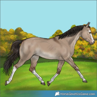 Horse Color:White Spotted Liver Red Dun 