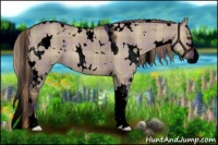 Horse Color:Void Plaid  White Spotted Liver Red Dun Sabino 