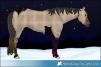 Horse Color:Void Plaid  Liver Red Dun Tobiano 