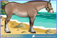 Horse Color:Liver Red Dun Sabino 