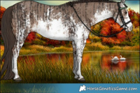 Horse Color:White Spotted Liver Chestnut Sabino Rabicano  and White Spotted Liver Red Dun Sabino Rabicano 