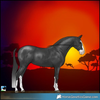 Horse Color:Black Splash