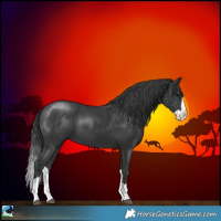 Horse Color:Black Splash
