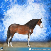 Horse Color:Brown Sabino