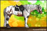 Horse Color:White Spotted Buckskin Appaloosa 