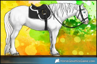 Horse Color:Perlino Roan Appaloosa 