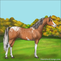 Horse Color:Bay Splash Tobiano Appaloosa  and Silver Bay Splash Tobiano Appaloosa 