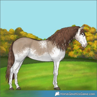 Horse Color:White Spotted Liver Red Dun 