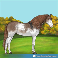Horse Color:White Spotted Liver Red Dun 