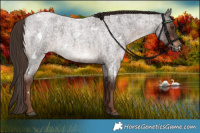Horse Color:White Spotted Liver Red Roan