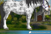 Horse Color:Black Ice Sabino 