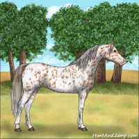 Horse Color:Bay Splash Tobiano Appaloosa  and Bay Tobiano Appaloosa 