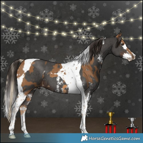 Horse Color:Chocolate Palomino Tobiano Rabicano  and Liver Chestnut Sabino Splash Tobiano 