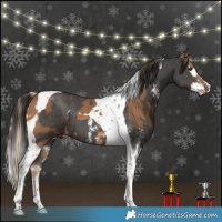 Horse Color:Chocolate Palomino Tobiano Rabicano  and Liver Chestnut Sabino Splash Tobiano 