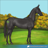 Horse Color:Smoky Black 