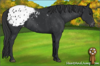 Horse Color:Black Appaloosa Rabicano 