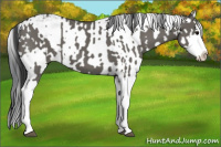 Horse Color:Grullo Sabino Splash  and Grullo Sabino Splash 