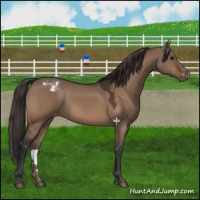 Horse Color:Brown Dun Varnish 