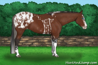 Horse Color:Silver Brown Sabino Splash Tobiano Appaloosa  and Brown Sabino Splash Tobiano Appaloosa 