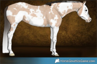 Horse Color:White Spotted Bay Roan Dun Splash Frame 