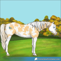 Horse Color:White Spotted Palomino Dun Splash