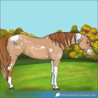 Horse Color:White Spotted Red Dun Splash Tobiano 