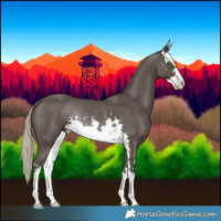 Horse Color:White Spotted Silver Smoky Black Rabicano 