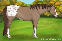 Horse Color:Bay Dun Sabino Appaloosa 