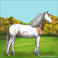 Horse Color:Bay Splash Tobiano Appaloosa  and Bay Splash Tobiano Appaloosa Rabicano 