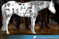 Horse Color:White Spotted Black Splash Appaloosa Rabicano