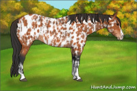 Horse Color:Bay Splash Tobiano Appaloosa  and Bay Splash Tobiano Appaloosa Rabicano 