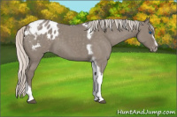 Horse Color:Silver Grullo Roan Splash Tobiano Frame Appaloosa Rabicano 