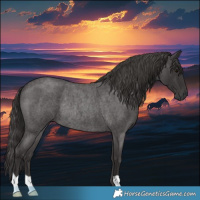 Horse Color:Smoky Blue Roan Rabicano 