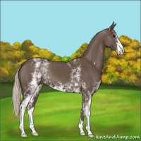 Horse Color:White Spotted Silver Black Sabino 