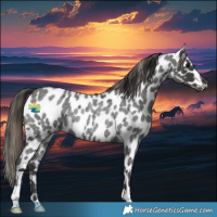 Horse Color:Smoky Blue Roan Appaloosa Rabicano 