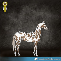 Horse Color:Gray Chocolate Palomino Dun Near Leopard 